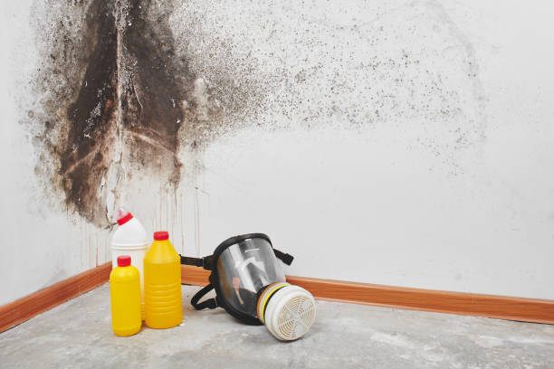 Best Mold Testing  in Whitmore Lake, MI