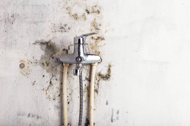 Best Emergency Mold Removal  in Whitmore Lake, MI