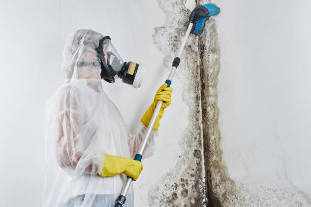 Office Mold Removal Services in Whitmore Lake, MI