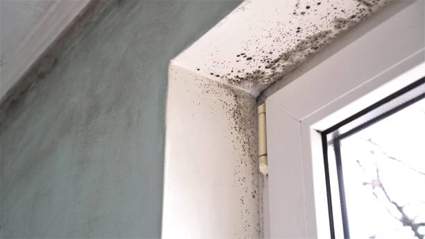 Best Mold Removal Company Near Me  in Whitmore Lake, MI