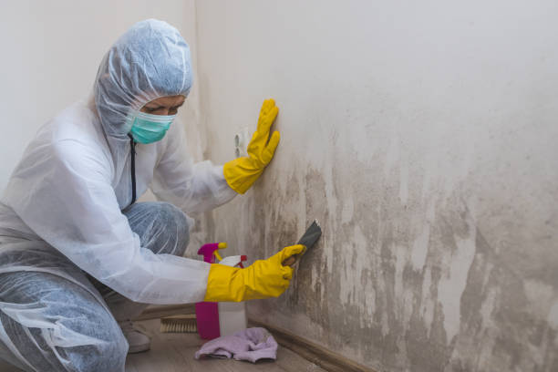 Trusted Whitmore Lake, MI Mold Removal Experts