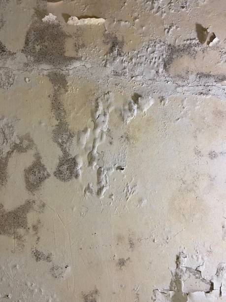Best Mold Remediation  in Whitmore Lake, MI