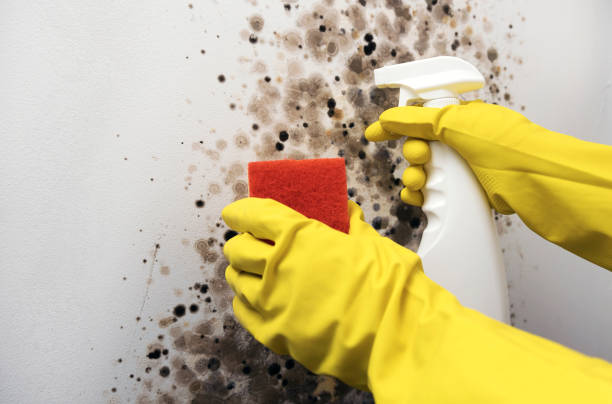 Best Fast Mold Removal  in Whitmore Lake, MI