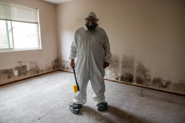 Best Attic Mold Removal  in Whitmore Lake, MI