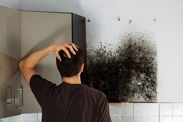 Best Mold Damage Repair  in Whitmore Lake, MI