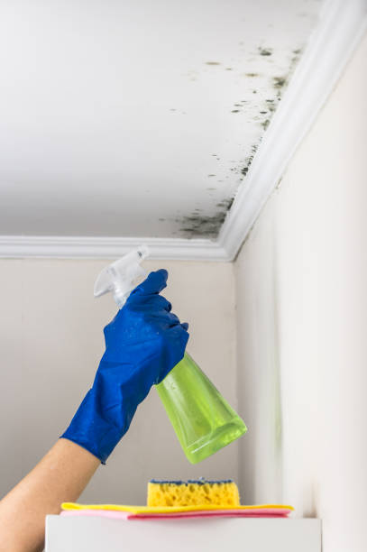Best Affordable Mold Removal  in Whitmore Lake, MI