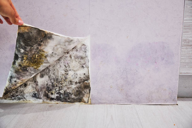 Best Office Mold Removal Services  in Whitmore Lake, MI